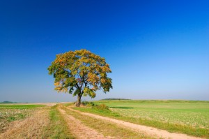 Autumn Tree