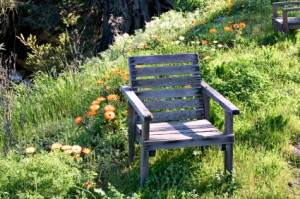 Chair in Field