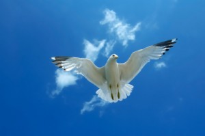 Flying Free