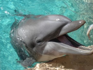 Happy Dolphin