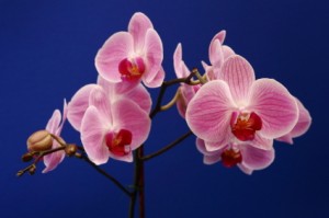 Orchid