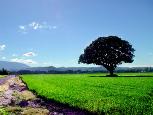 Green Fields